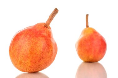 İki organik Bartlett armudu, makro, beyaz arka planda izole edilmiş..