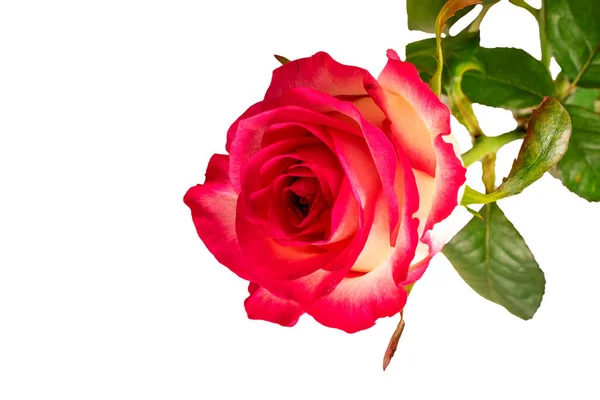 Una Rosa Fresca Macro Isolato Sfondo Bianco — Foto Stock