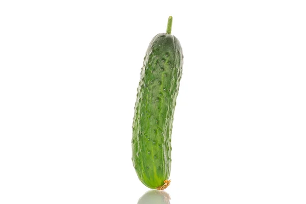 One Ripe Cucumber Gherkin Macro Isolated White Background — Stock Photo, Image