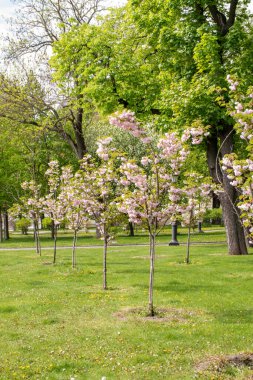 Mayıs ayında, Kyiv parkında..