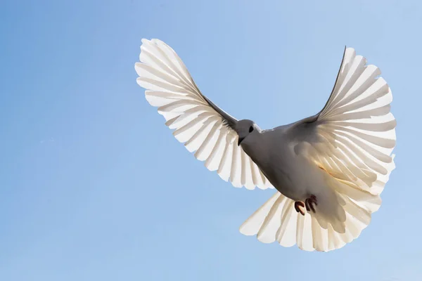 Mavi gökyüzünün arka planında beyaz bir güvercin.