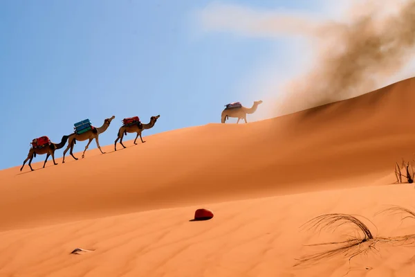 Una Caravana Camellos Atraviesa Desierto —  Fotos de Stock