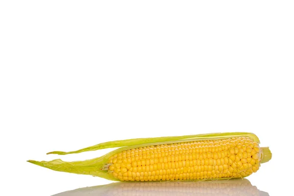 Ucho Słodkiej Organicznej Kukurydzy Bliska Białym Tle — Zdjęcie stockowe