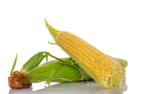 Дві Цицьки Солодкої Органічної Кукурудзи Крупним Планом Білому Тлі — стокове фото