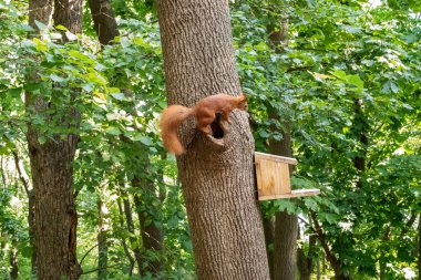 Parktaki ağaçta bir kırmızı sincap.