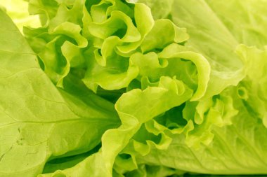 Yeşil taze salata, makro..