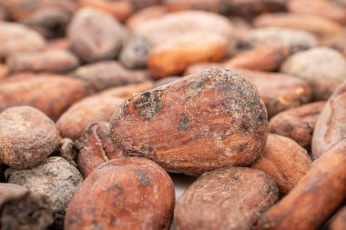 Biraz kuru kakao çekirdeği, makro..