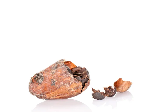Bir kakao çekirdeği, makro, beyaz arka planda izole edilmiş..