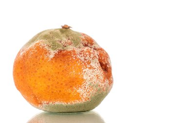 Bir mandalina, küf, makro, beyaz arka planda izole edilmiş..