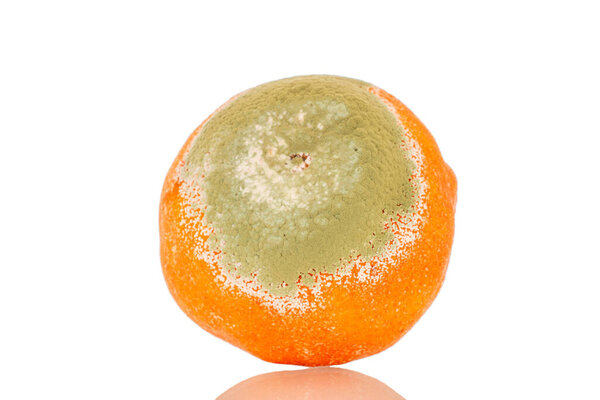 One tangerine with mold, macro, isolated on white background.