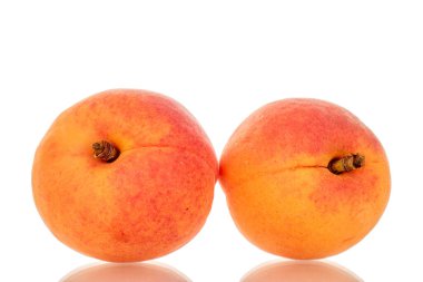 İki olgun kayısı, makro, beyaz arka planda izole edilmiş..