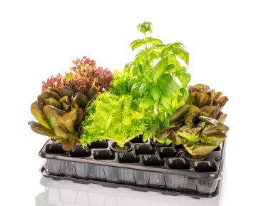 Plastik bir kabın içindeki kokulu marul tomurcukları, makro, beyaz arka planda izole edilmiş..