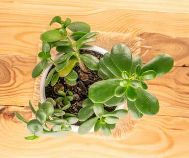 Crassula ovata çiçeği seramik bir saksıda jüt peçetede, ahşap bir masada, yakın plan, üst manzara.