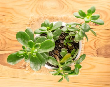 Crassula ovata çiçeği seramik bir saksıda jüt peçetede, ahşap bir masada, yakın plan, üst manzara.