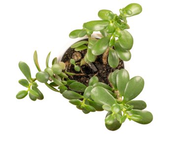 Crassula Ovata çiçeği kil bir tencerede, beyaz bir arka planda izole, üst manzara.