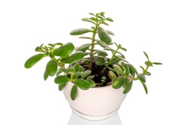 Crassula Ovata çiçeği kil bir tencerede, beyaz bir arka planda izole..