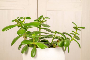 Crassula Ovata çiçeği kil bir tencerede, ahşap bir arka planda izole edilmiş..