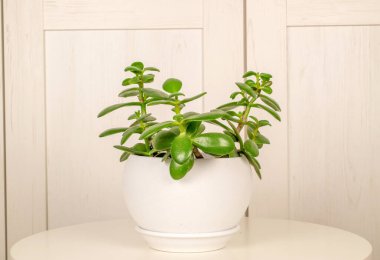 Crassula Ovata çiçeği kil bir tencerede, ahşap bir arka planda izole edilmiş..