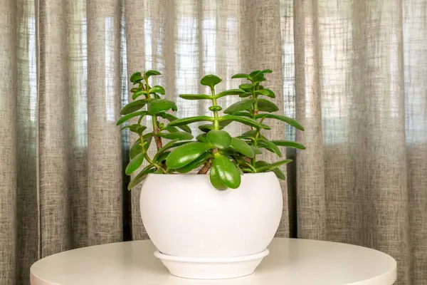 Crassula ovata çiçeği seramik bir tencerede perdelerin arkasında, makro.