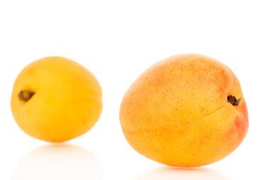 Beyaz arka planda izole edilmiş tatlı organik kayısılar, yakın plan..