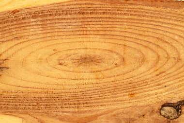 Tahta bir çam ağacının yüzeyi, makro, üst manzara..