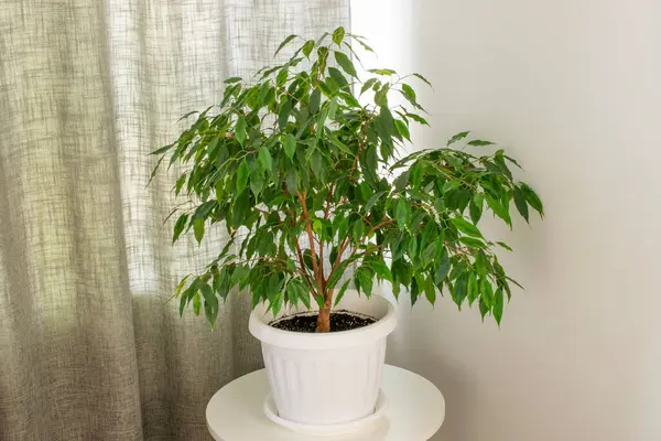 Okaliptüs Benjamin plastik bir saksıda, makro.