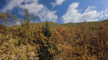 Forest near Plastira Lake, Autumn, aerial drone view, Karditsa, Thessaly, Greece