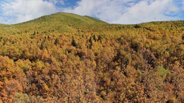 Forest near Plastira Lake, Autumn, aerial drone view, Karditsa, Thessaly, Greece