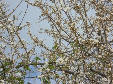 Baharda mavi gökyüzüne karşı çok güzel çiçek açan bir ağaç.