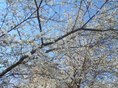Mavi gökyüzüne karşı beyaz çiçekli çok güzel bir ağaç.