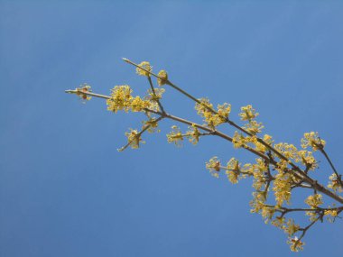 Mavi gökyüzüne karşı sarı çiçekli çok güzel ağaç dalları.