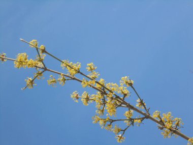 Mavi gökyüzüne karşı sarı çiçekli çok güzel ağaç dalları.