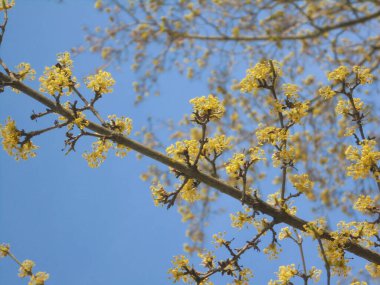 Mavi gökyüzüne karşı sarı çiçekli çok güzel ağaç dalları.