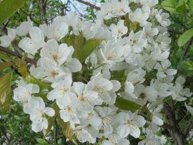 Baharda çok güzel ağaç dalları ve beyaz çiçekler.