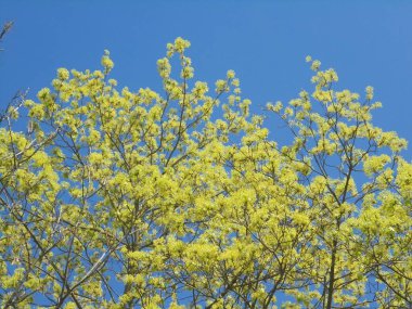 İlkbaharda çok güzel ağaç dalları