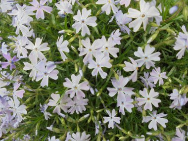 Pembe çiçekli çok tatlı bir bitki.