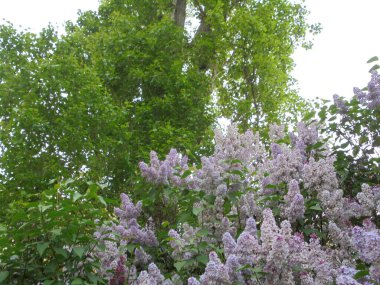 İlkbaharda çok güzel taze leylak çalısı