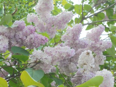 İlkbaharda çok güzel taze leylak çalısı