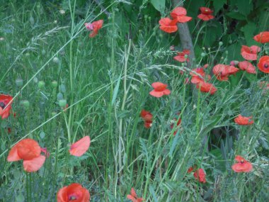 güzel gelincik çiçekleri yeşil çimlerde