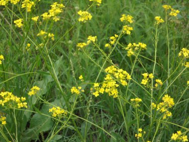 Yazın çok güzel sarı kır çiçekleri