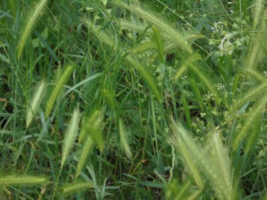 Çok güzel ve taze yeşil çimenler.