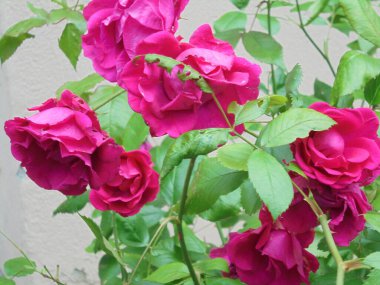 Bahçe çok güzel çiçekli güller.