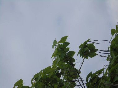 Gökyüzüne karşı güzel yeşil bir ağacın dalları