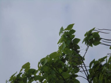 Gökyüzüne karşı güzel yeşil bir ağacın dalları