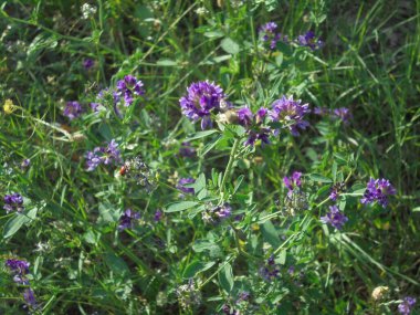Bahar ve yaz aylarında çok güzel yabani çiçekler.
