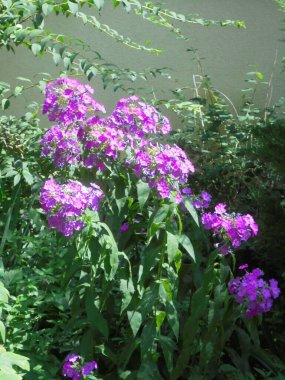 Bahçedeki çok güzel mor çiçekler.