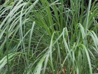 Çok güzel taze yeşil çimenler.