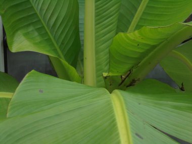 Bahçedeki yeşil bir çalılığın çok güzel yaprakları.