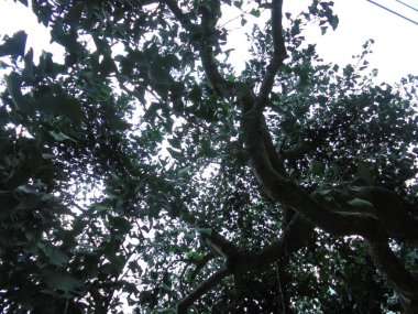 Parktaki çok güzel bir dallı ağaç.