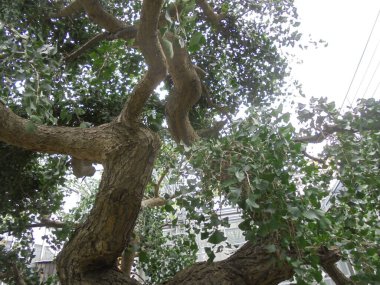 Parktaki çok güzel bir dallı ağaç.